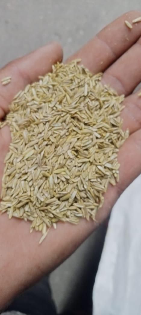 Grass Seeds Hybrid